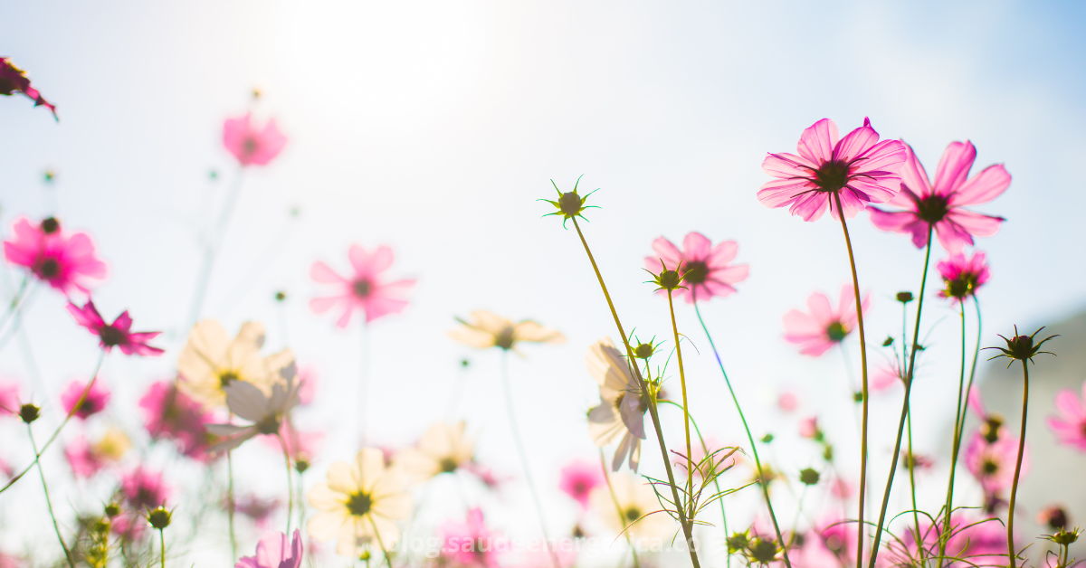 Primavera 2025: Orientações Importantes para Manter o Bem-Estar