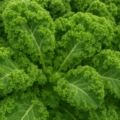Couve kale (couve frisada): benefícios, nutrientes e como consumir